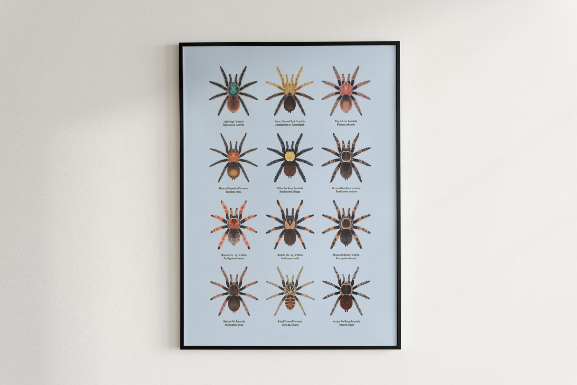 Tarantulas of Mexico Poster from The Silk Ranch