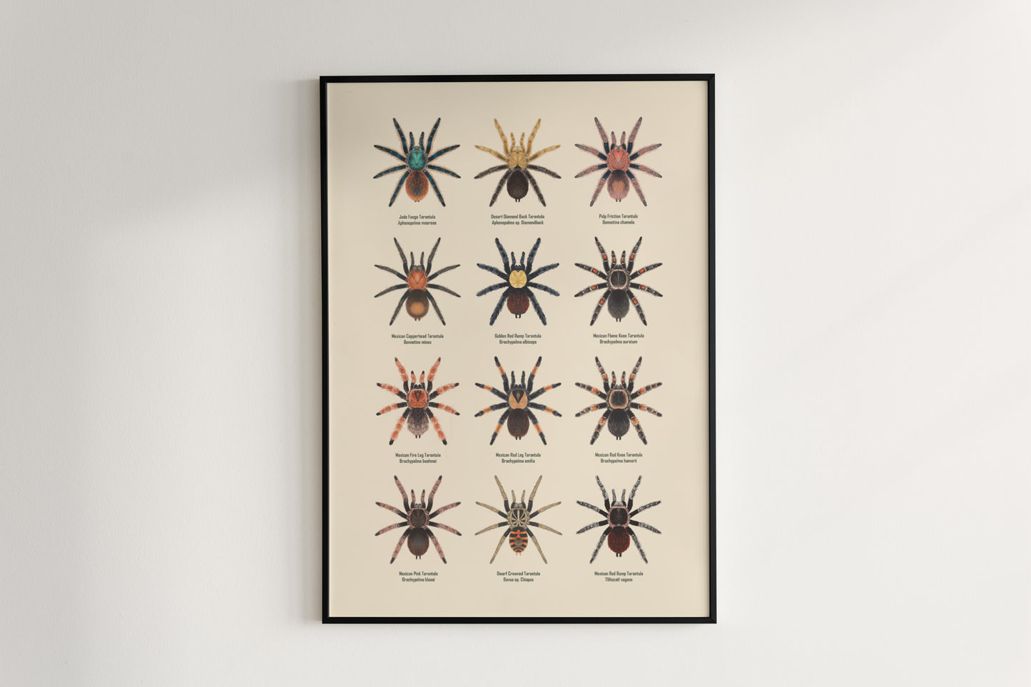 Tarantulas of Mexico Poster from The Silk Ranch