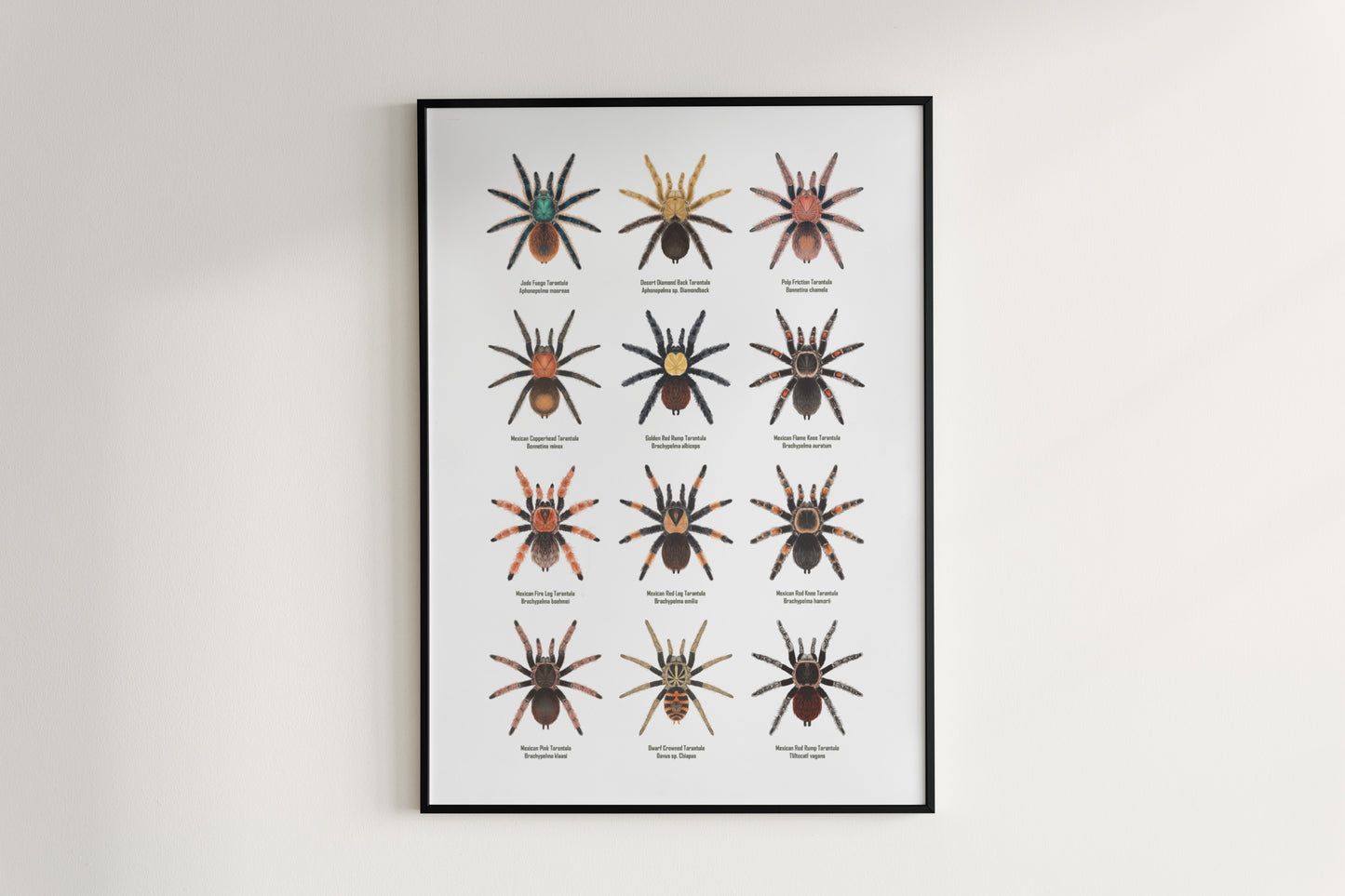 Tarantulas of Mexico Poster from The Silk Ranch