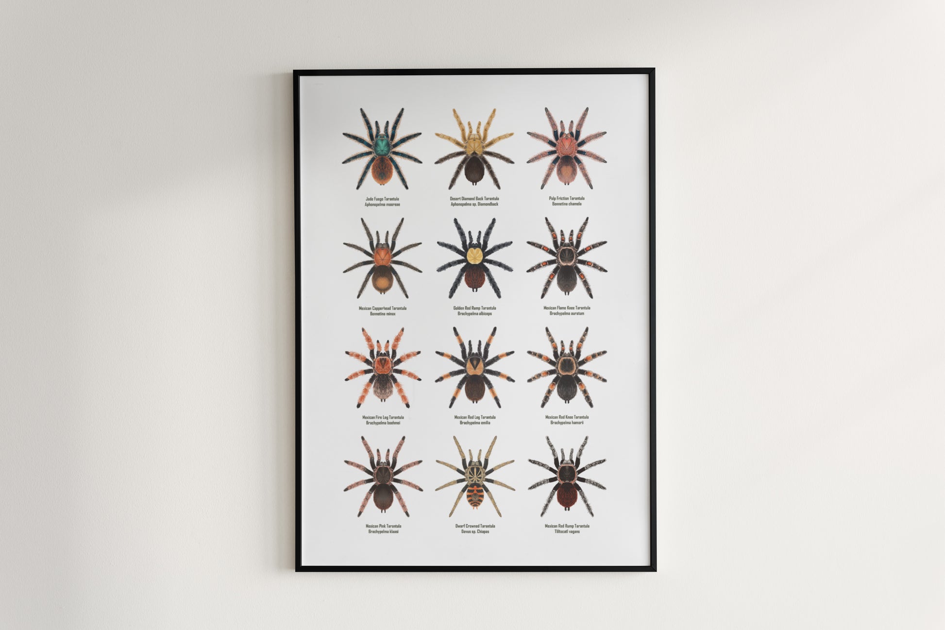Tarantulas of Mexico Poster from The Silk Ranch