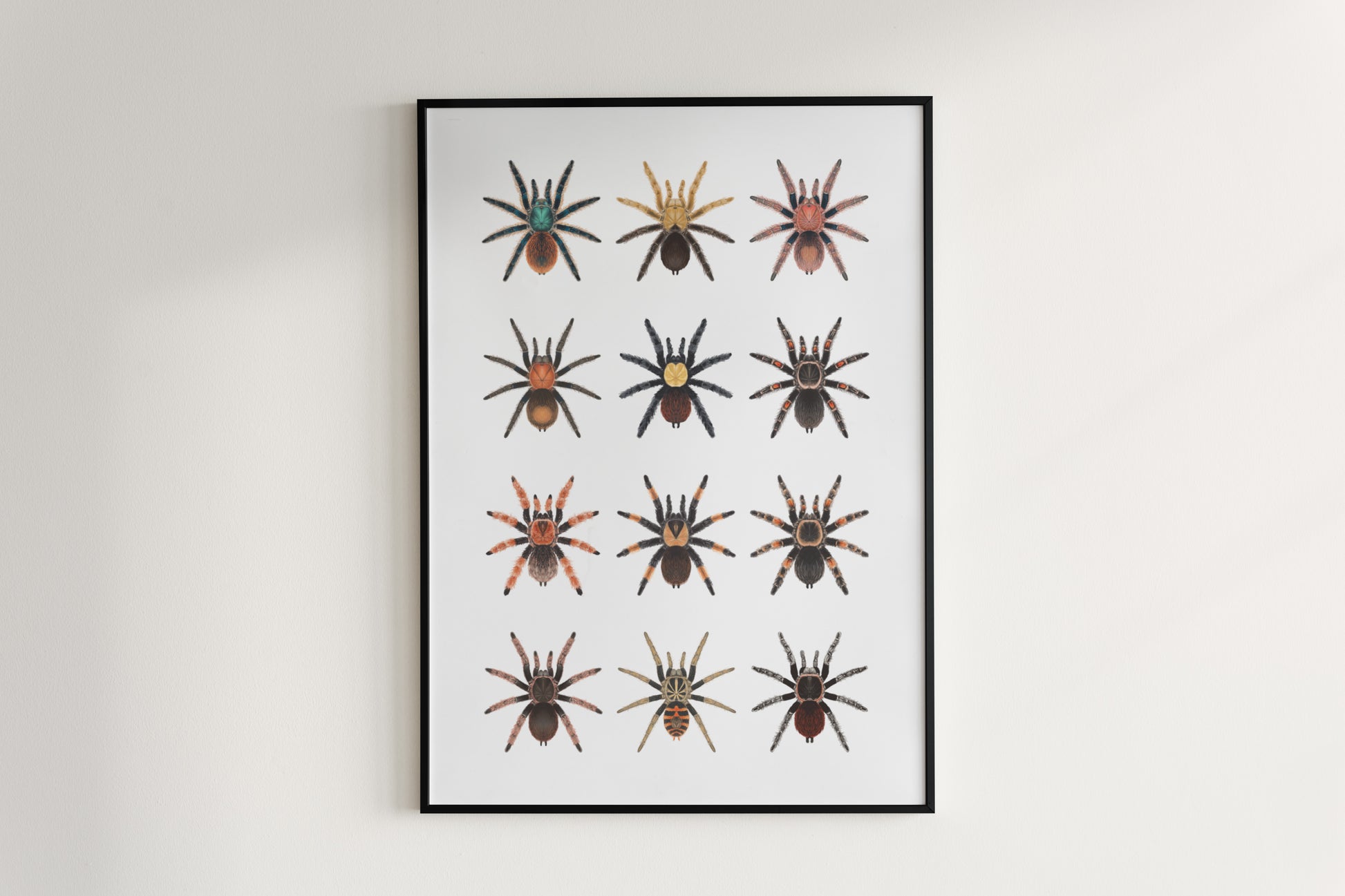Tarantulas of Mexico Poster from The Silk Ranch