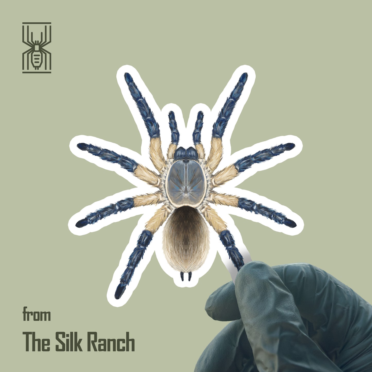 Waterproof vinyl sticker of Socotra Island Blue Baboon Tarantula (Monocentropus balfouri) from The Silk Ranch, featuring detailed spider illustration.