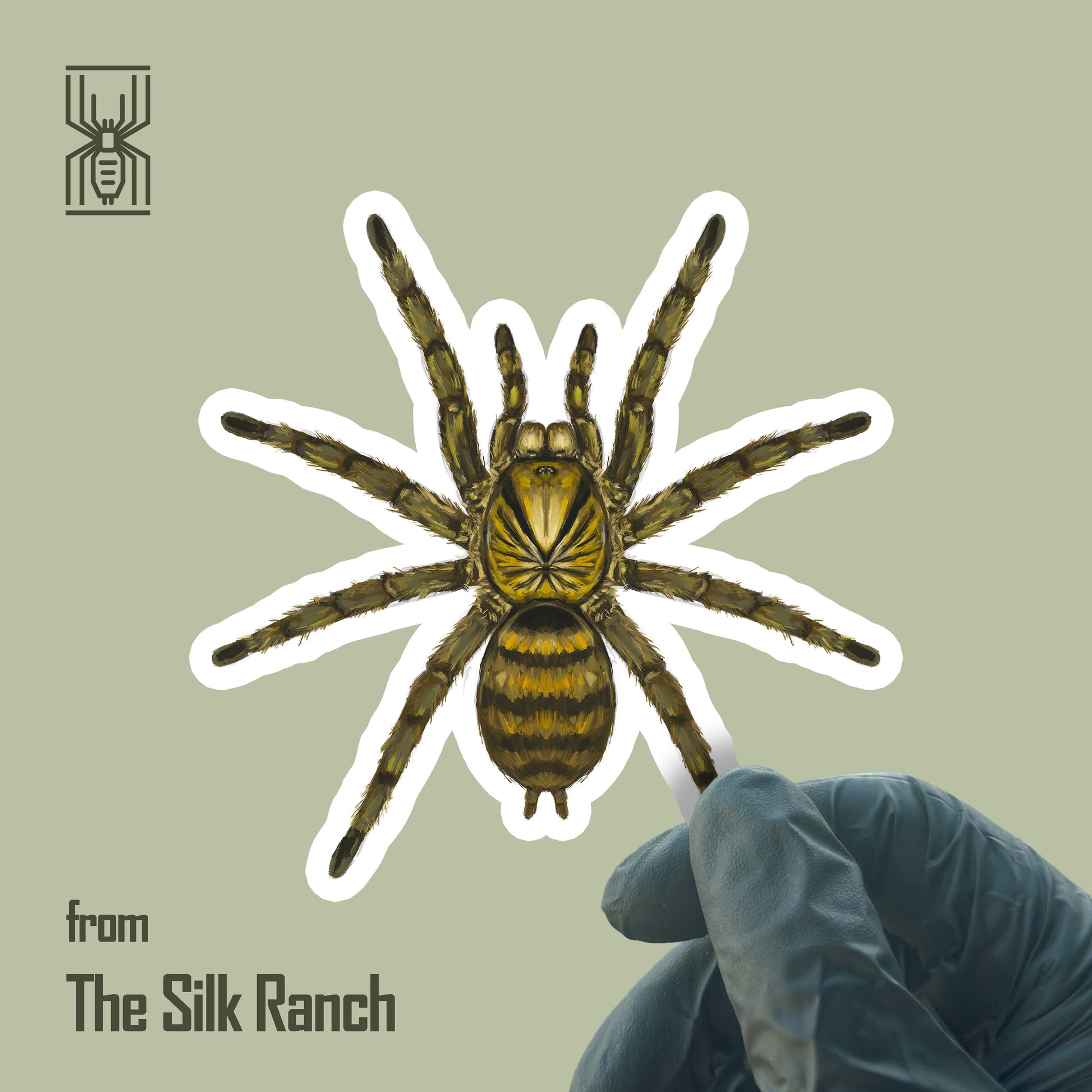 Neoholothele incei olive tarantula waterproof vinyl sticker featuring detailed illustration of the Trinidad olive tarantula.