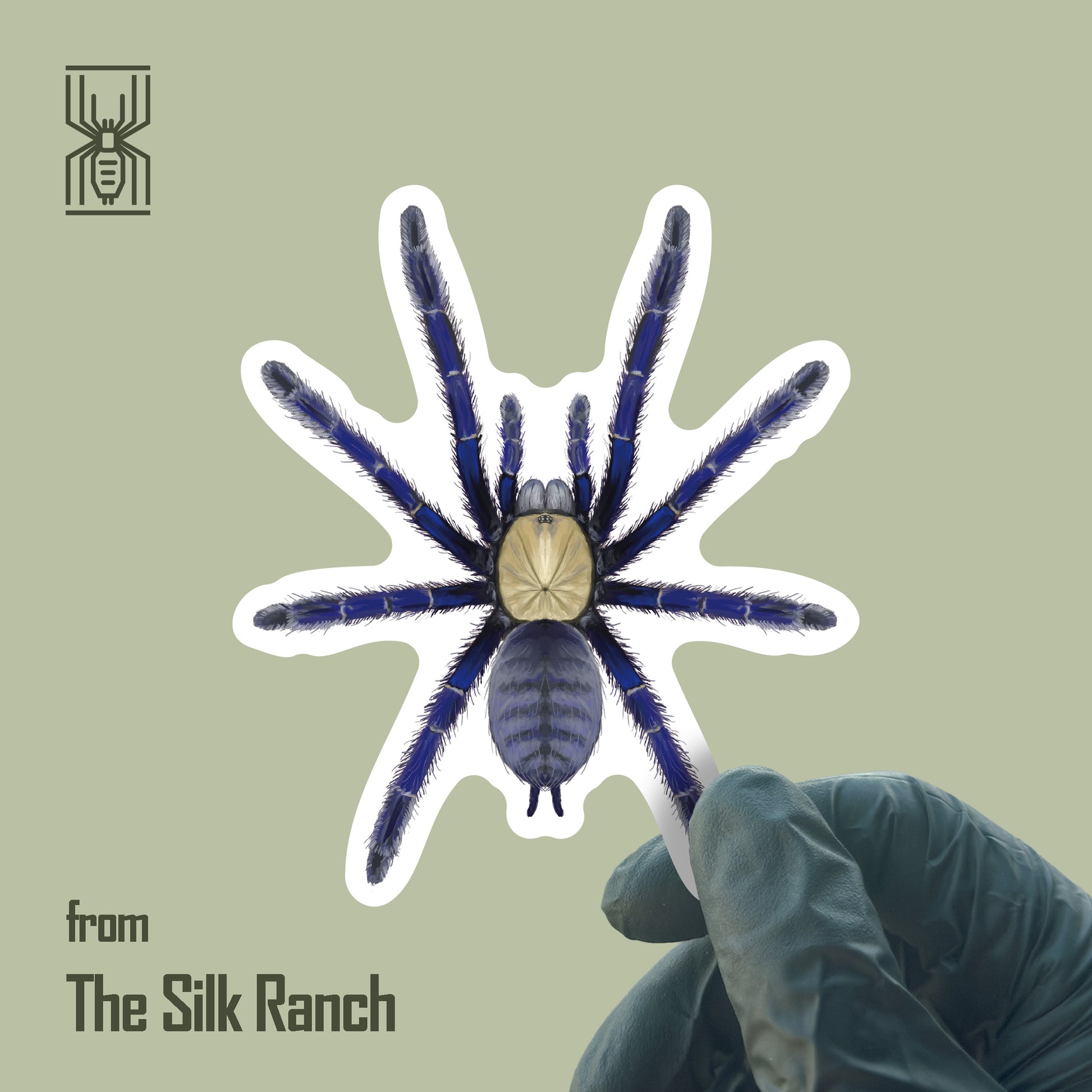Singapore Blue Tarantula Sticker, Omothymus Violaceopes Waterproof Vinyl Sticker from The Silk Ranch