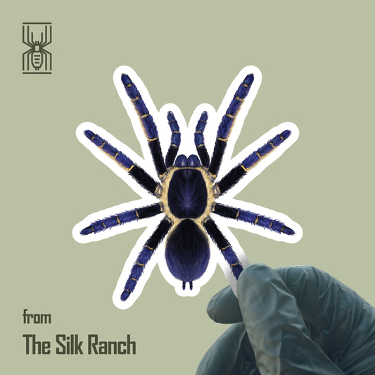 Ranong Blue Earth Tiger Tarantula Sticker, Ornithoctoninae sp. Ranong Blue Waterproof Vinyl Sticker from The Silk Ranch