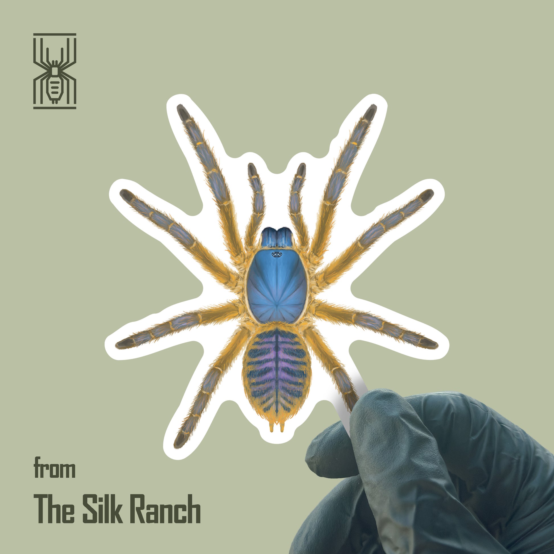 Blue Blaze Tarantula sticker featuring Ornithoctoninae Hon-Sej on waterproof vinyl, showcasing vibrant blue and detailed spider design.