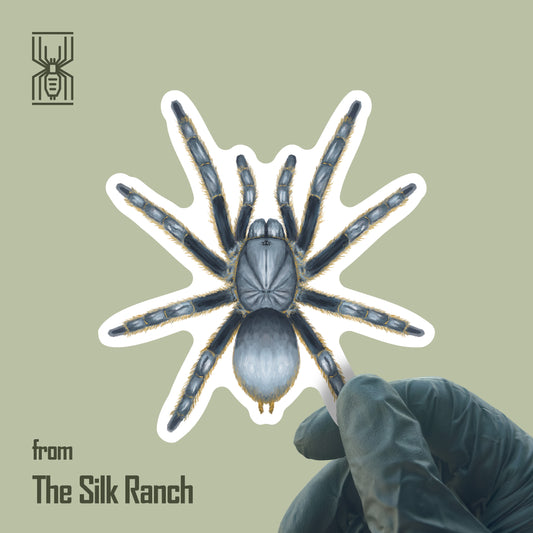 Vietnam Silver Tarantula Sticker, Ornithoctoninae Sp. Vietnam Silver Waterproof Vinyl Sticker from The Silk Ranch
