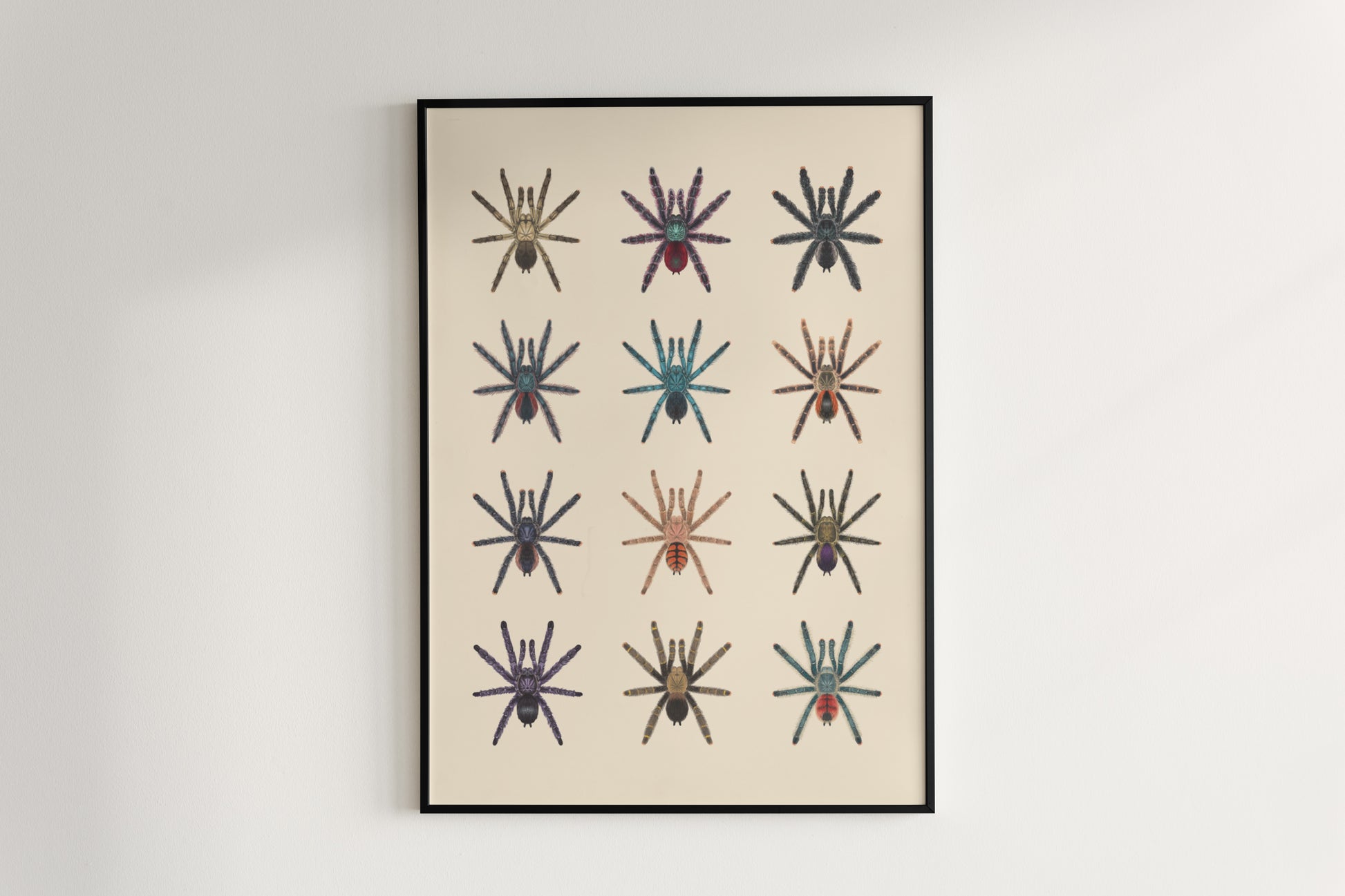 Colorful Pinktoe Tarantula art poster by The Silk Ranch featuring detailed, vibrant spider illustrations on a neutral background.