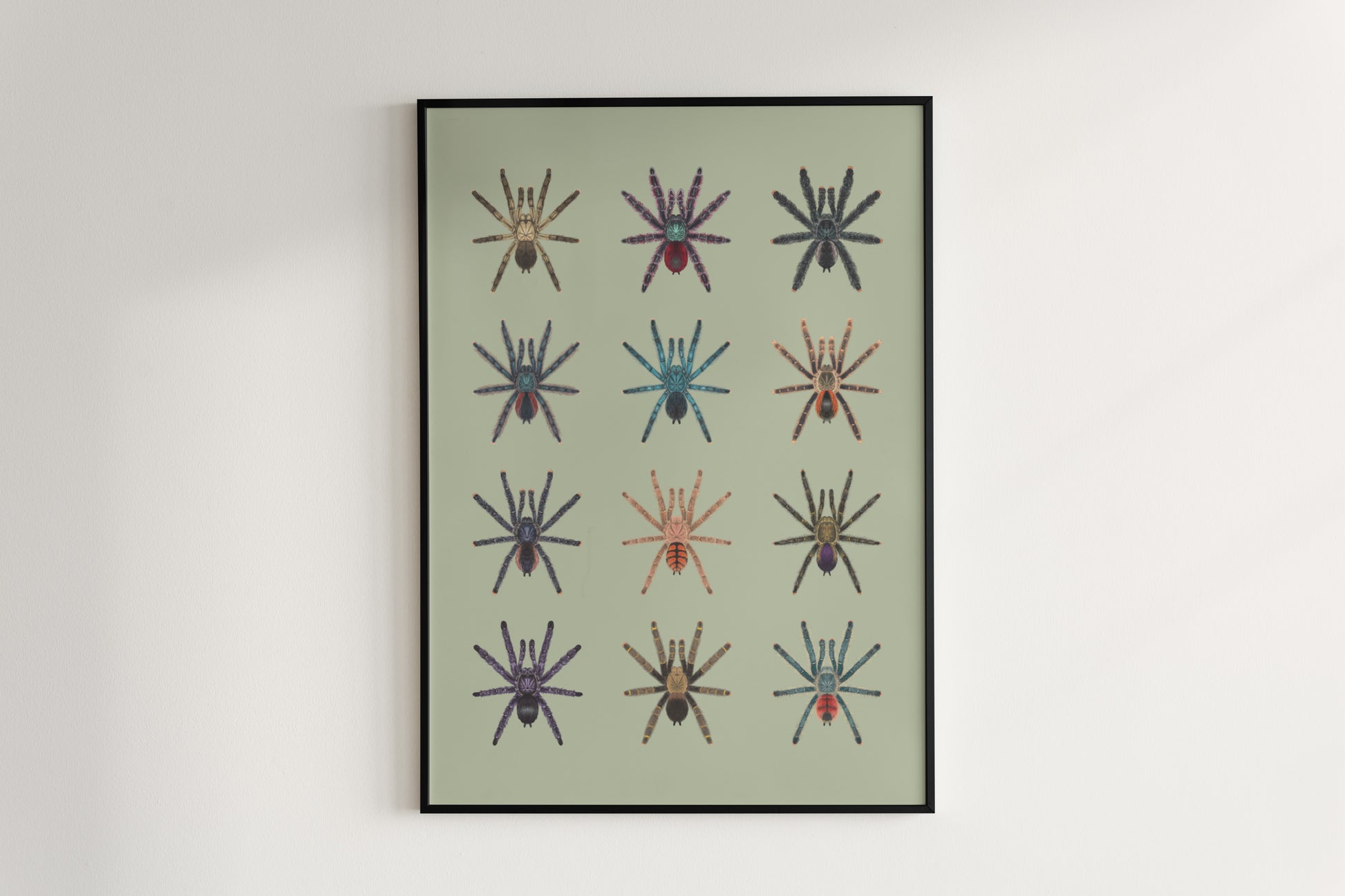 Colorful Pinktoe Tarantula art poster by The Silk Ranch featuring detailed spider illustration on a neutral background.