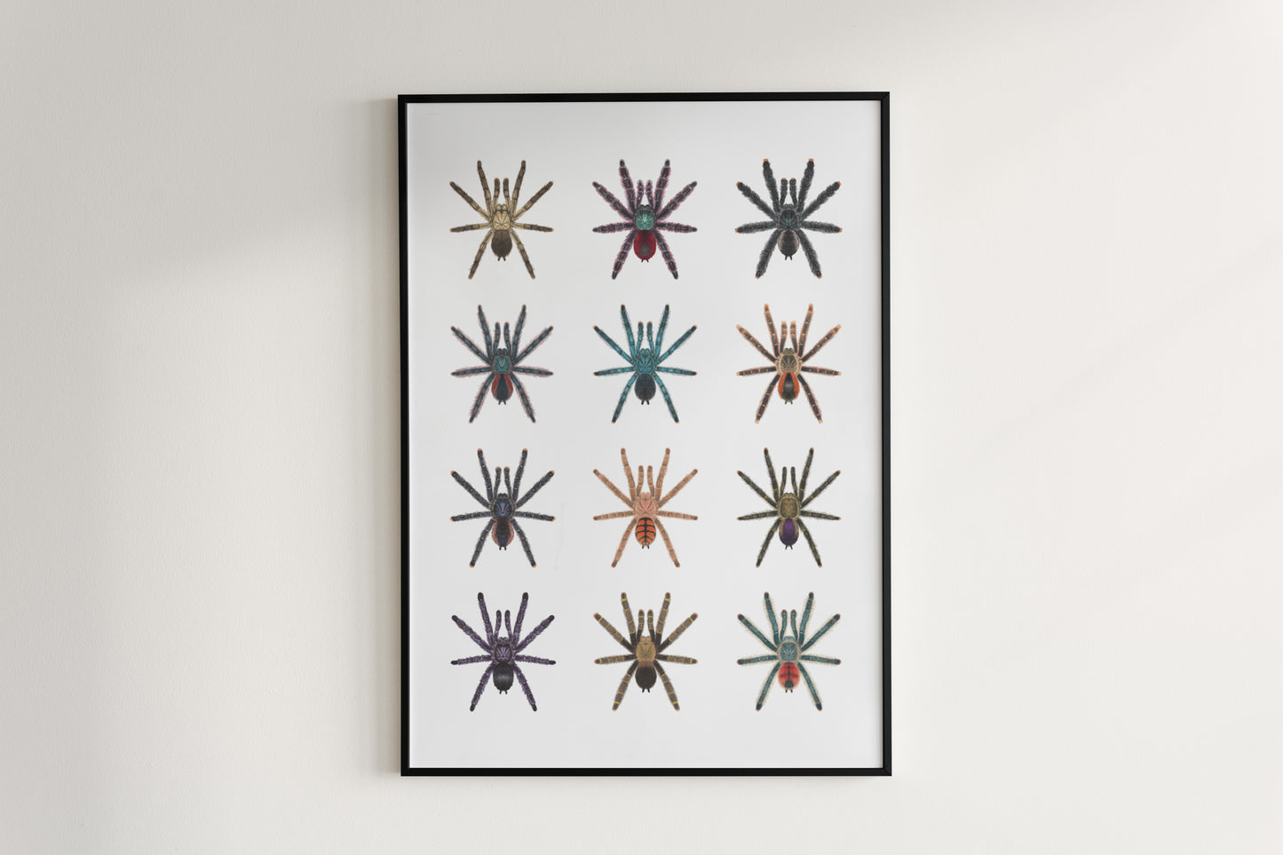 Close-up of The Pinktoe Tarantula poster by The Silk Ranch, featuring detailed artwork of the vibrant pinktoe tarantula on a neutral background.