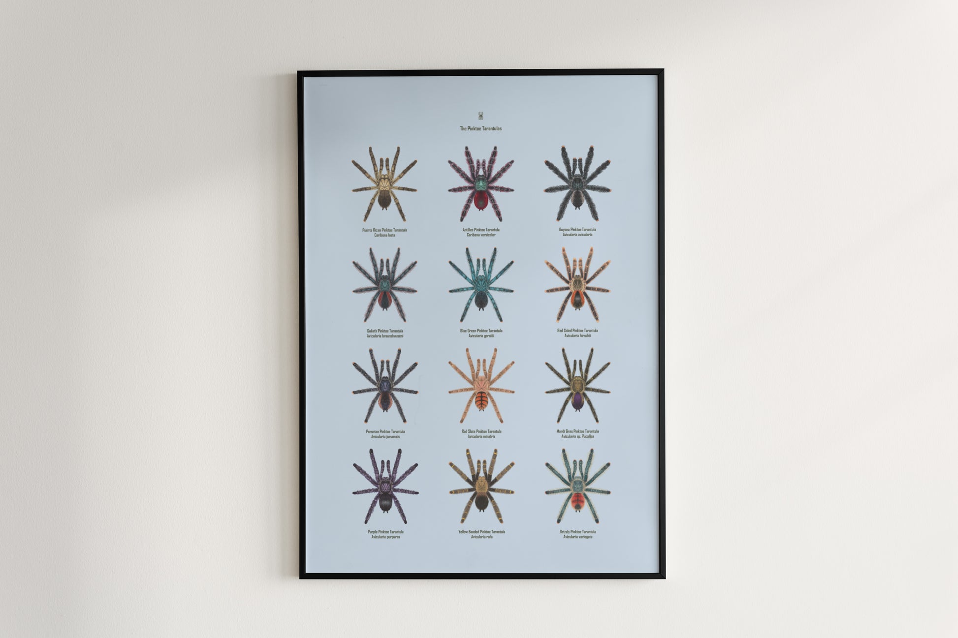 Colorful Pinktoe Tarantula art poster from The Silk Ranch showcasing detailed pink and black tarantula illustration.