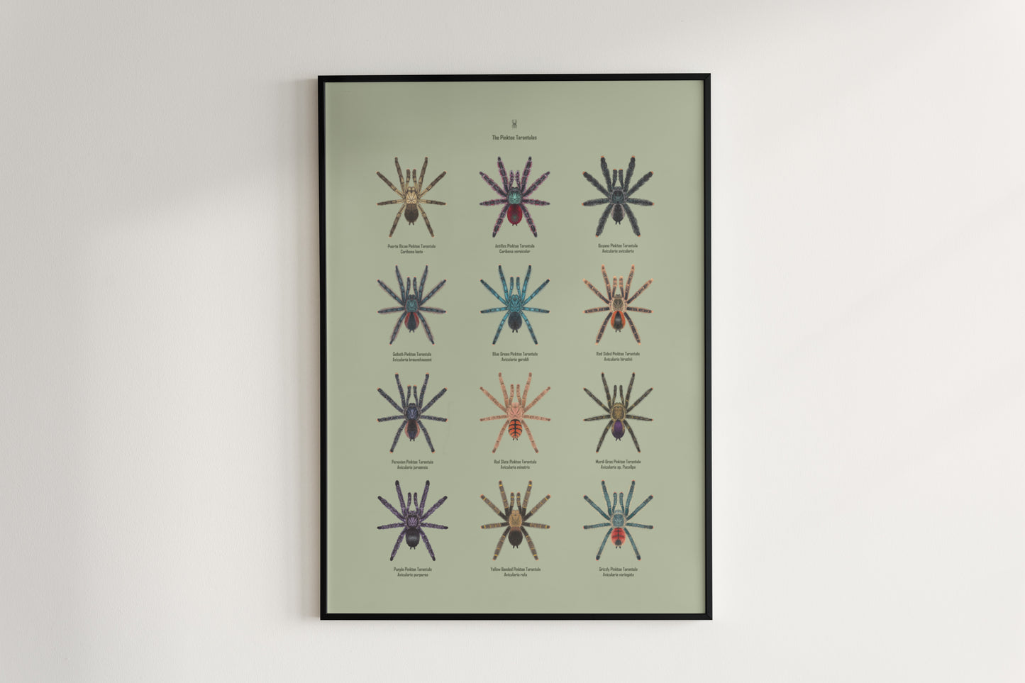 Pinktoe tarantula art poster by The Silk Ranch featuring detailed, vibrant illustration of the Pinktoe tarantula on a neutral background.