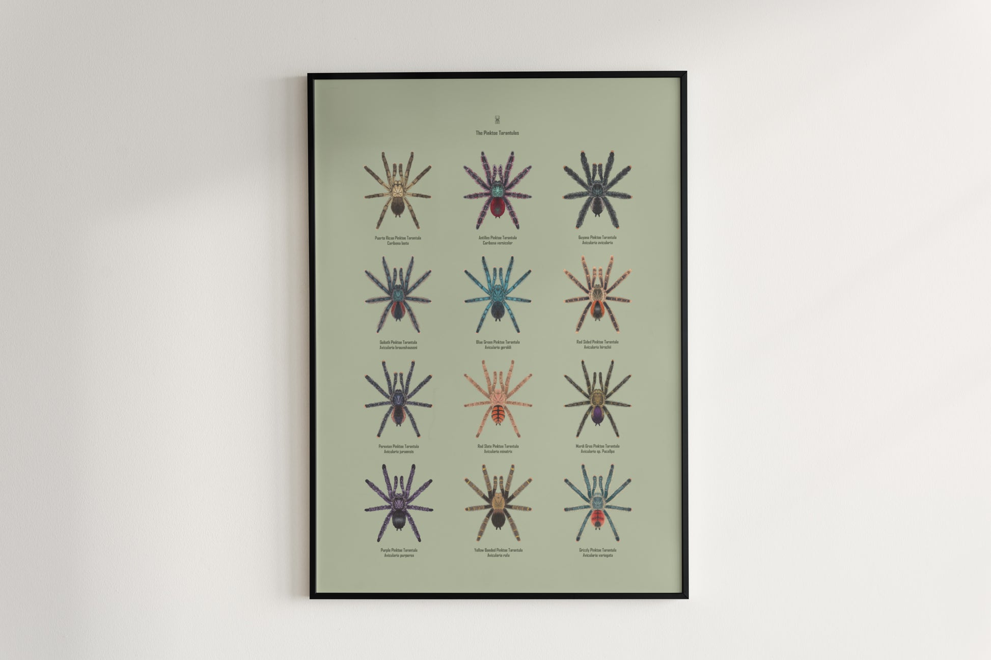 Pinktoe tarantula art poster by The Silk Ranch featuring detailed, vibrant illustration of the Pinktoe tarantula on a neutral background.