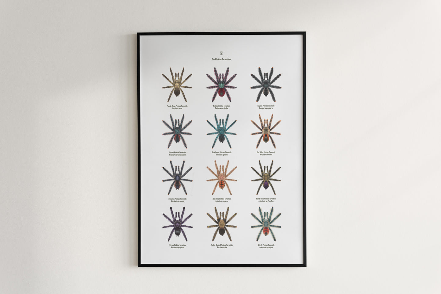 Colorful Pinktoe Tarantula art poster featuring detailed illustrations of the arachnid, designed by The Silk Ranch.