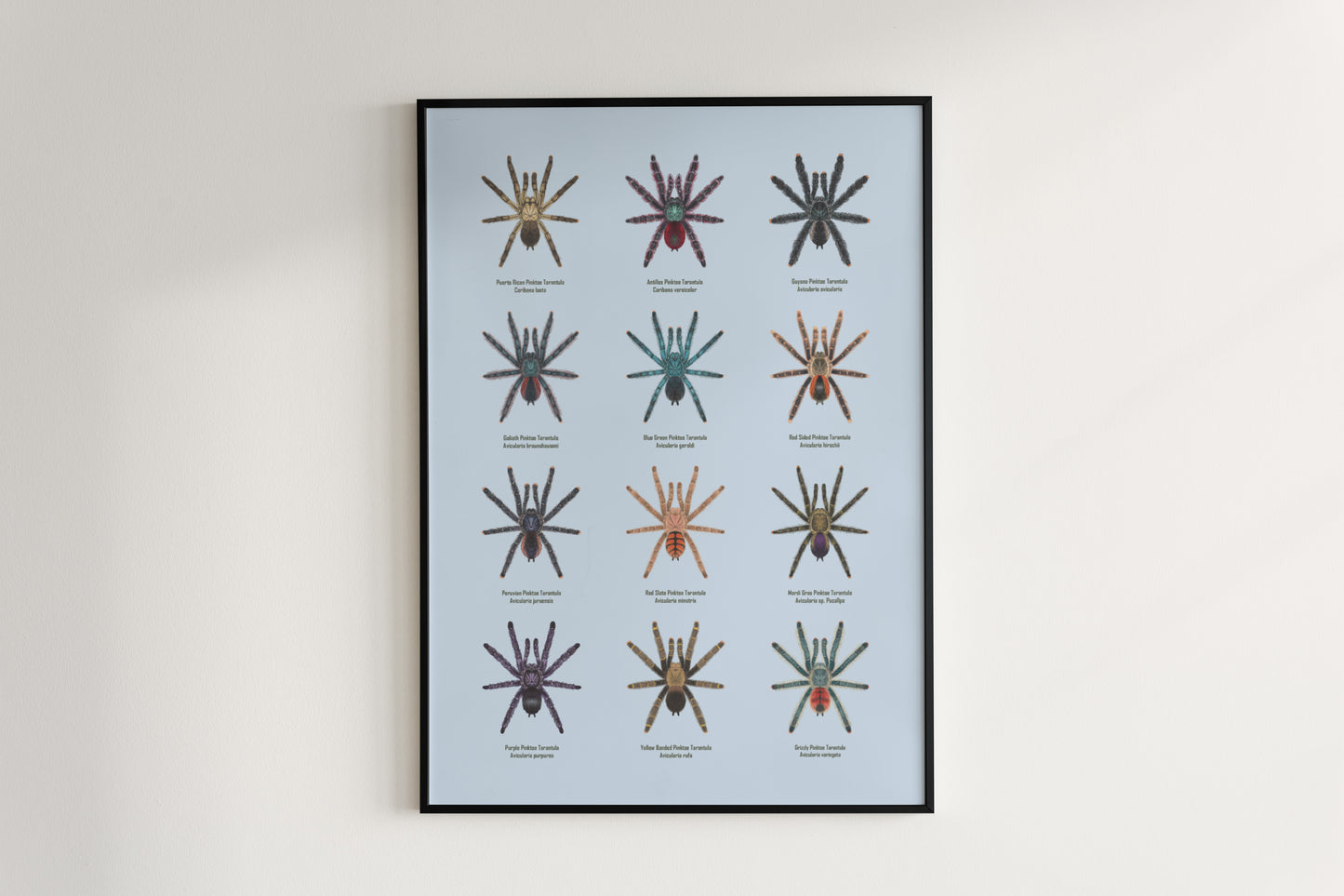 The Pinktoe Tarantula poster by The Silk Ranch features detailed art of a pinktoe tarantula on a neutral background.
