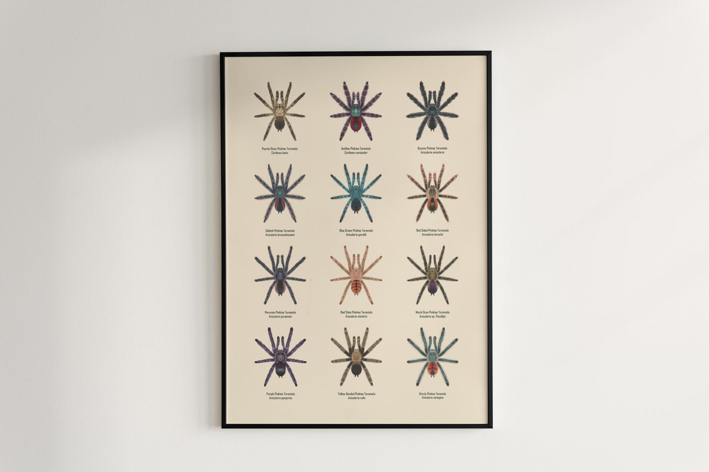 Colorful art poster of a Pinktoe Tarantula by The Silk Ranch, showcasing detailed spider illustration on a neutral background.