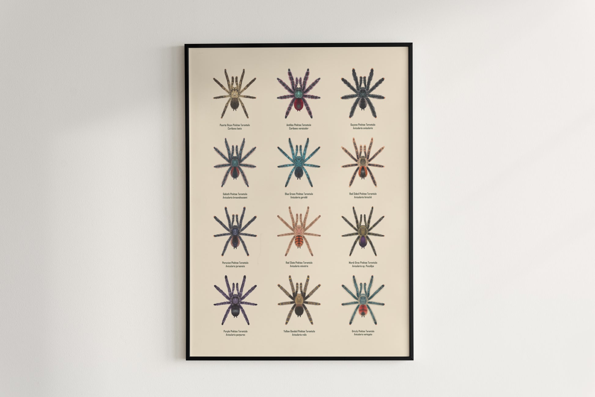 Colorful art poster of a Pinktoe Tarantula by The Silk Ranch, showcasing detailed spider illustration on a neutral background.