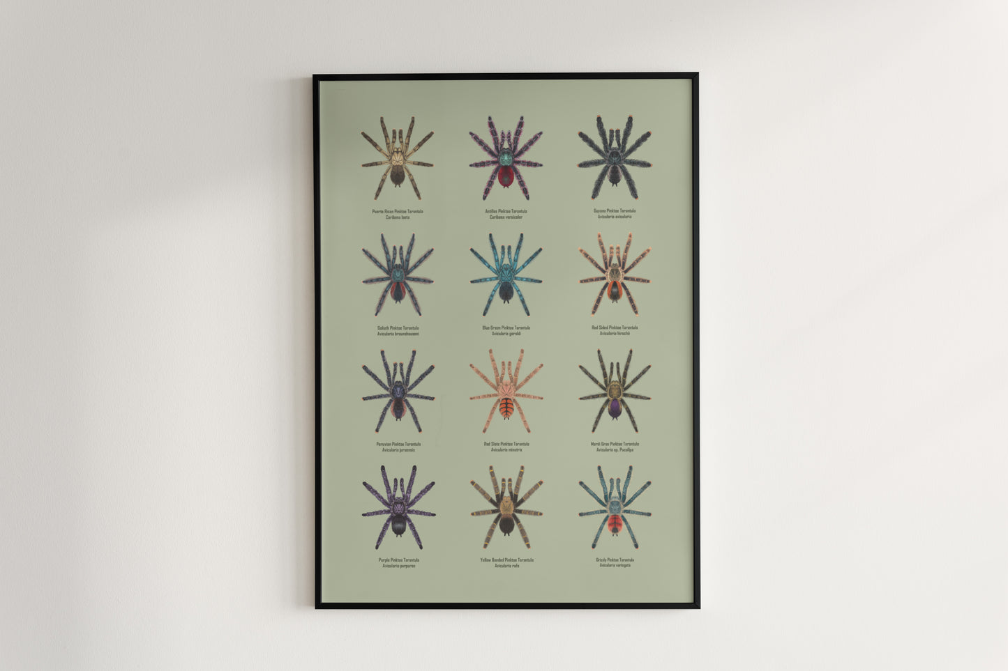 Colorful Pinktoe Tarantula poster by The Silk Ranch featuring detailed artwork of the arachnid on a neutral background.