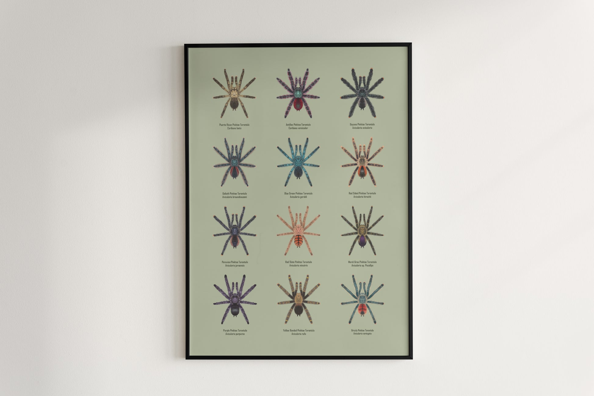 Colorful Pinktoe Tarantula poster by The Silk Ranch featuring detailed artwork of the arachnid on a neutral background.