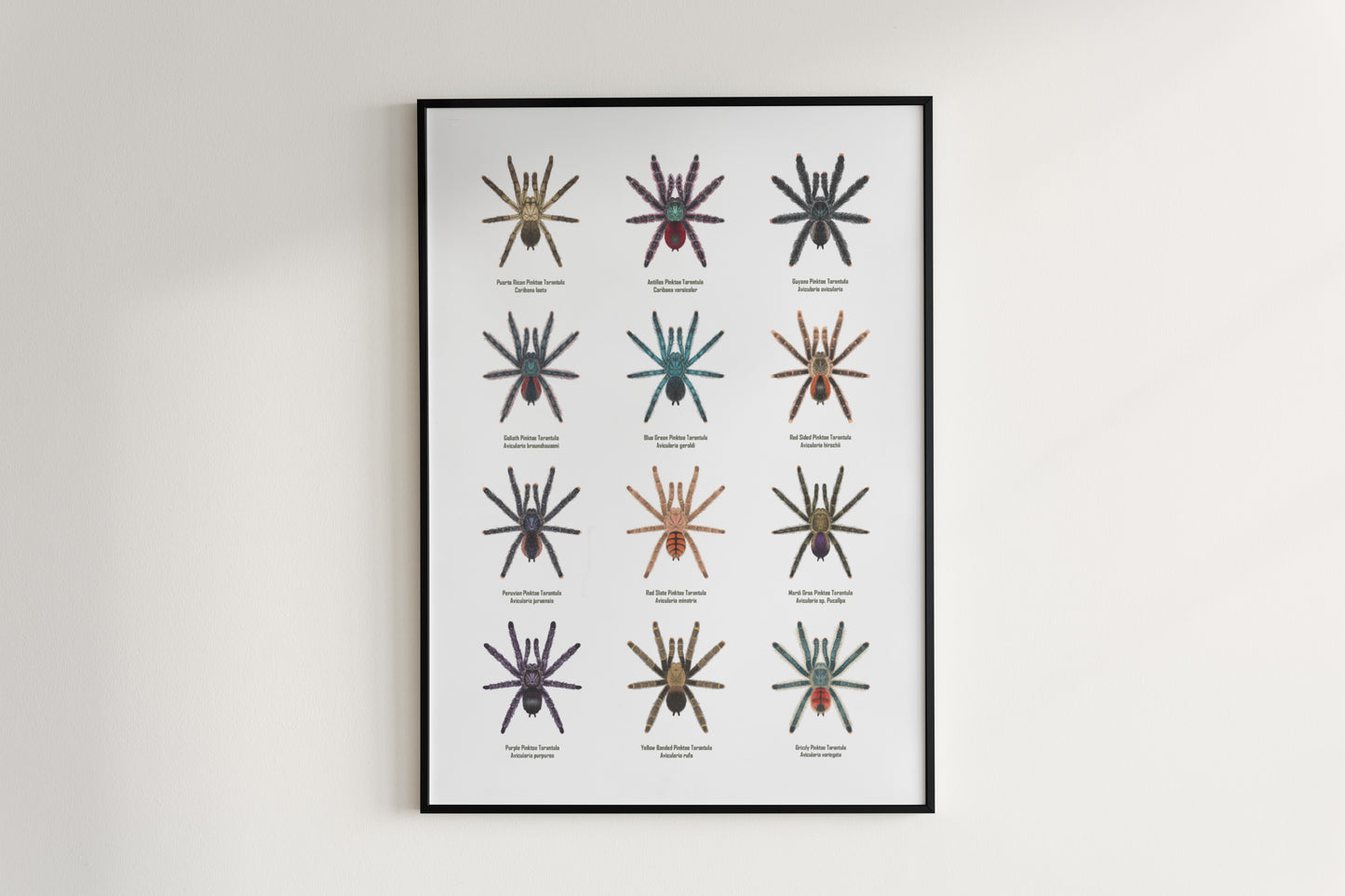 Colorful Pinktoe Tarantula poster by The Silk Ranch, featuring detailed artwork of the arachnid on a white background.