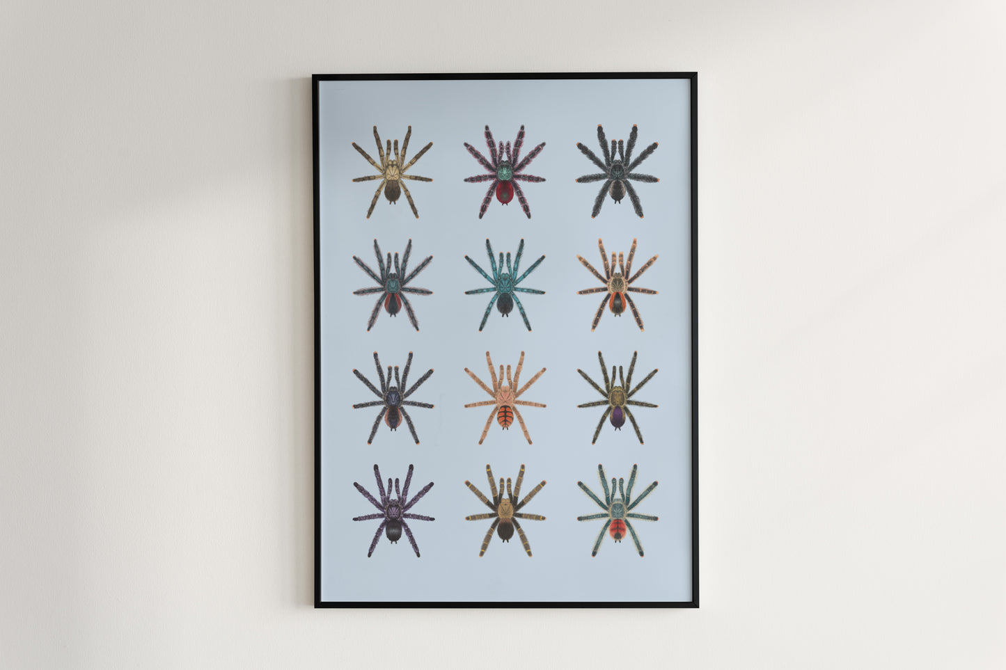 Colorful Pinktoe Tarantula art poster by The Silk Ranch, featuring detailed pinktoe spider illustration on a neutral background.