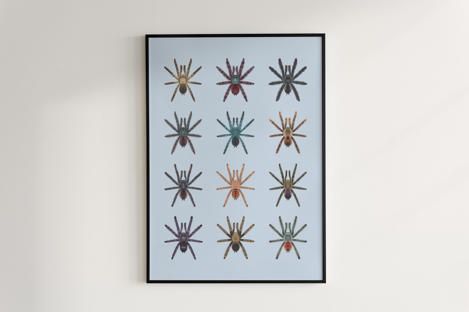 Colorful Pinktoe Tarantula art poster by The Silk Ranch, featuring detailed pinktoe spider illustration on a neutral background.