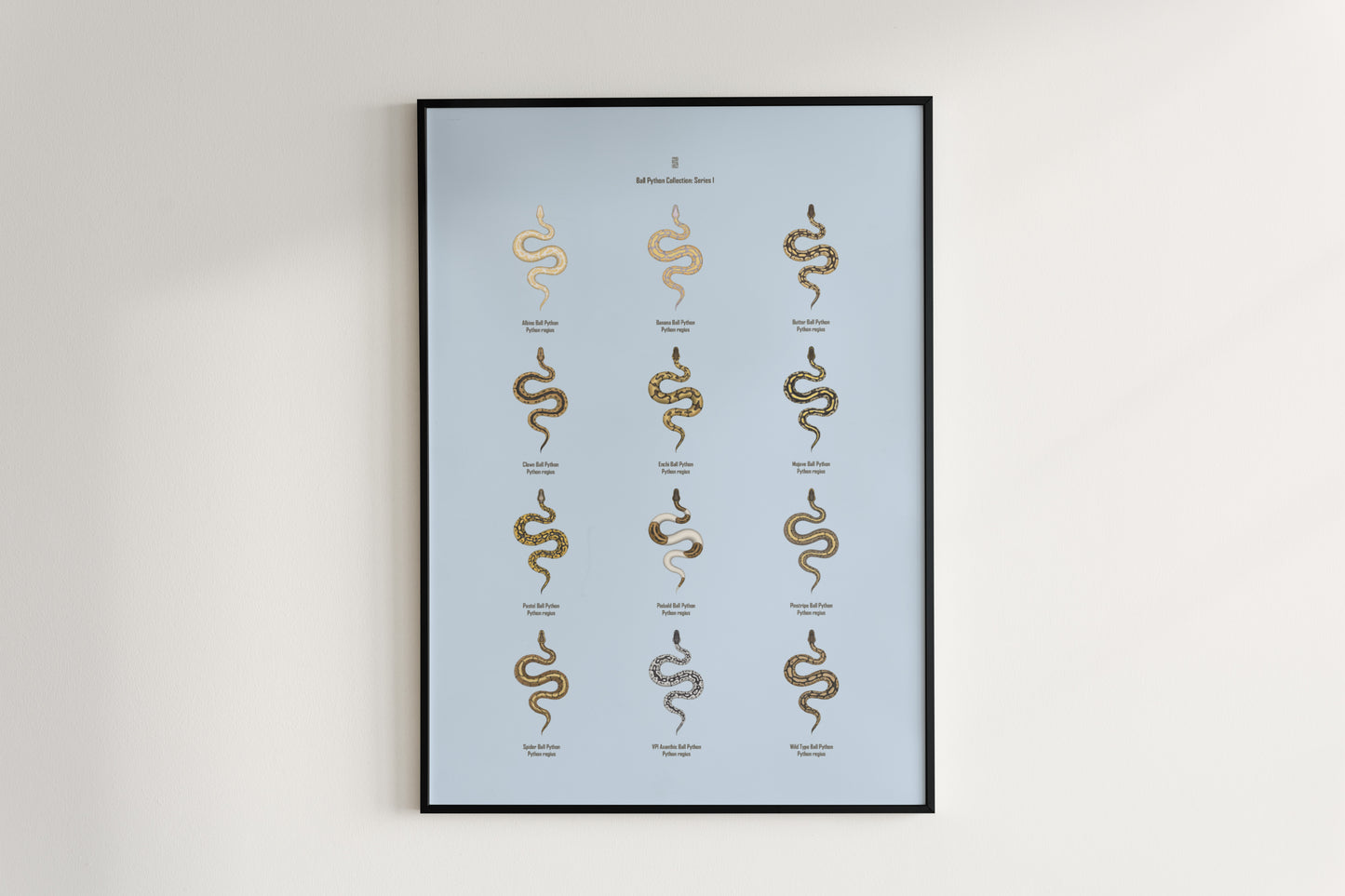 Ball Python Series 1 Poster from The Silk Ranch