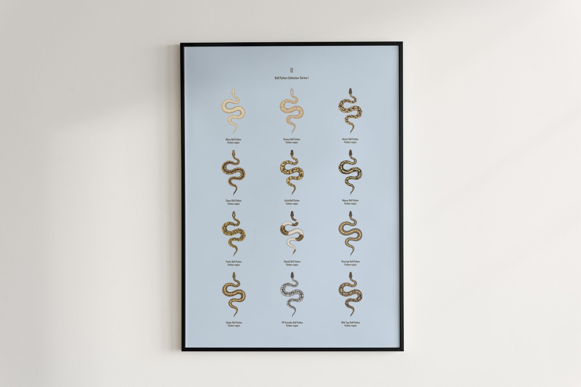 Ball Python Series 1 Poster from The Silk Ranch