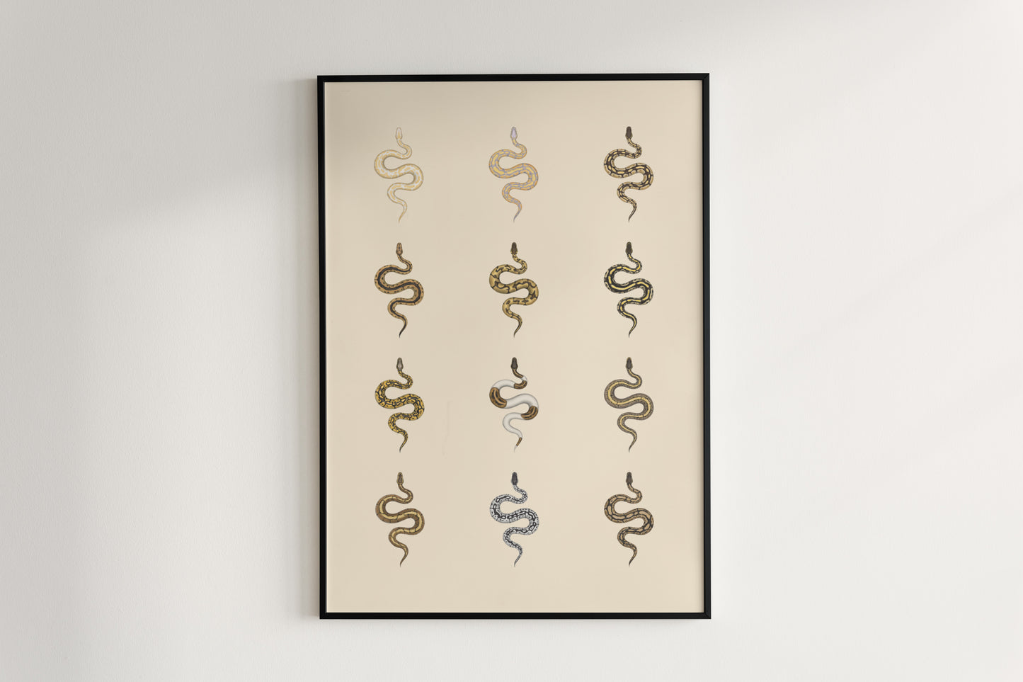 Ball Python Series 1 Poster from The Silk Ranch