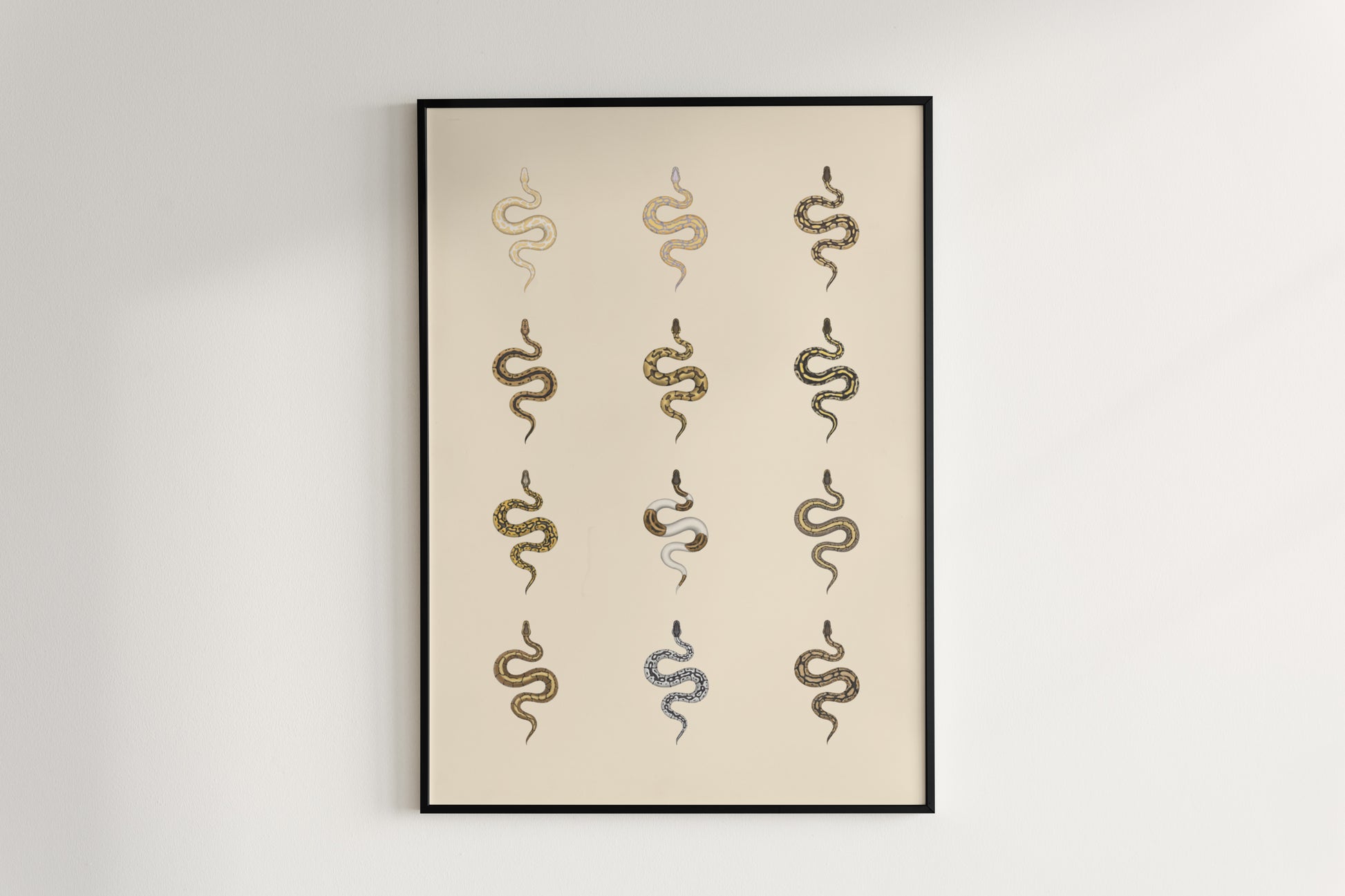 Ball Python Series 1 Poster from The Silk Ranch