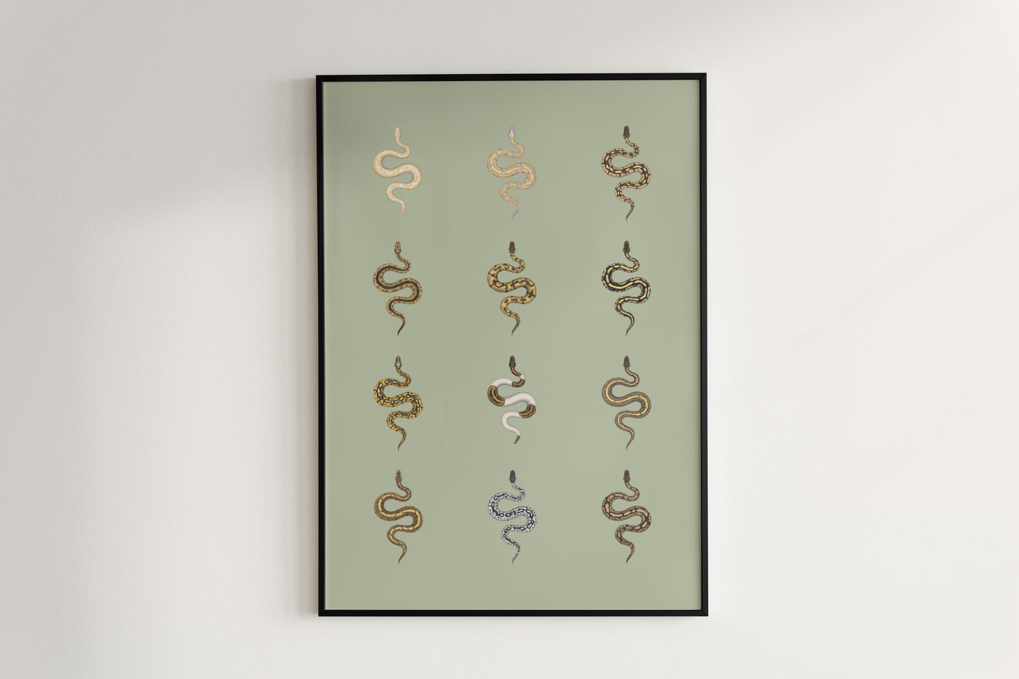 Ball Python Series 1 Poster from The Silk Ranch