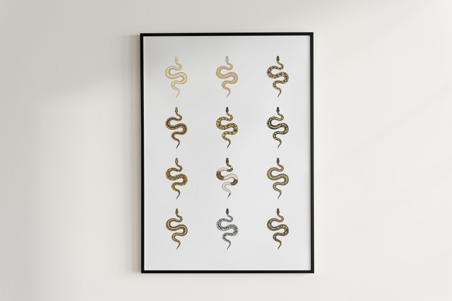 Ball Python Series 1 Poster from The Silk Ranch