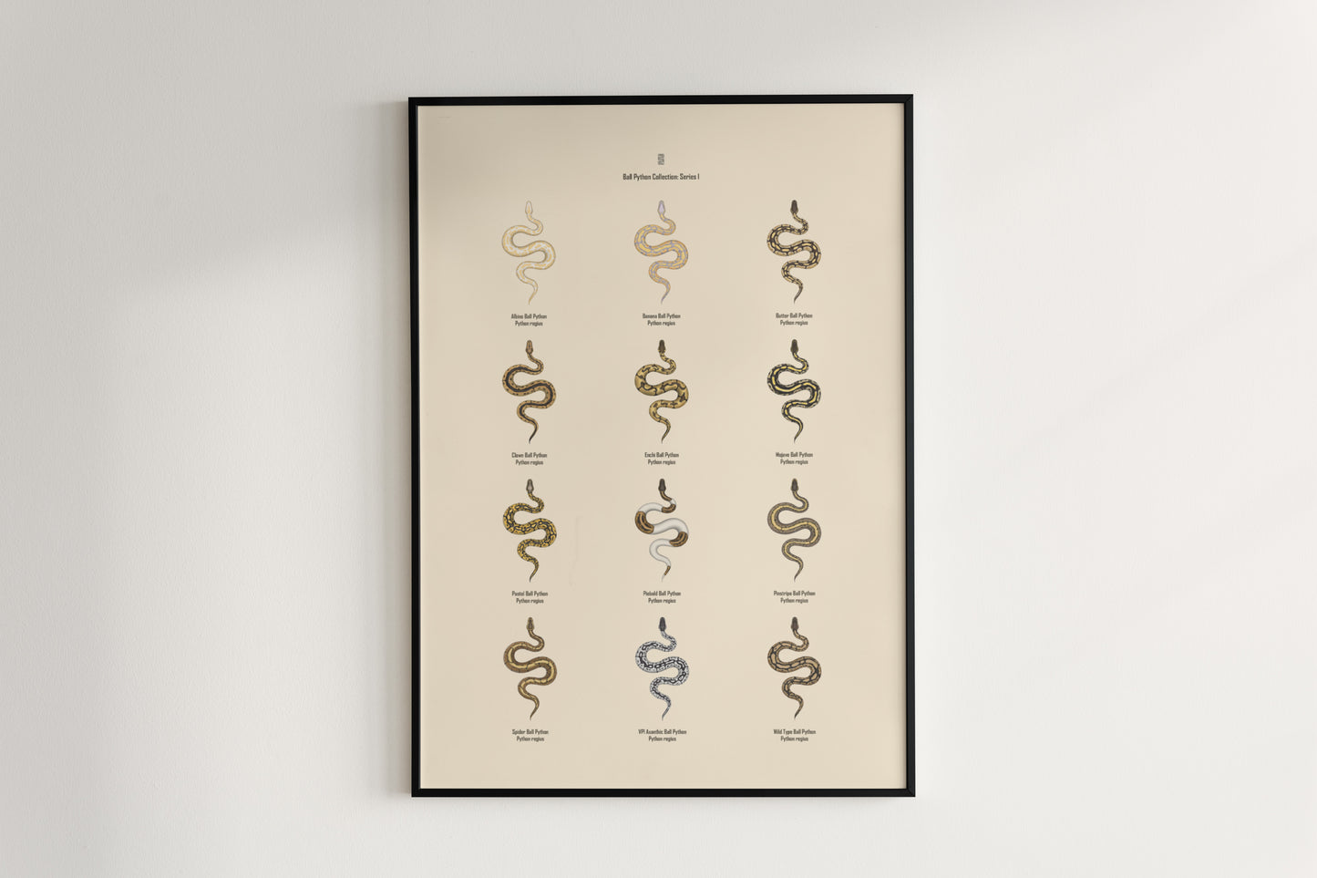 Ball Python Series 1 Poster from The Silk Ranch