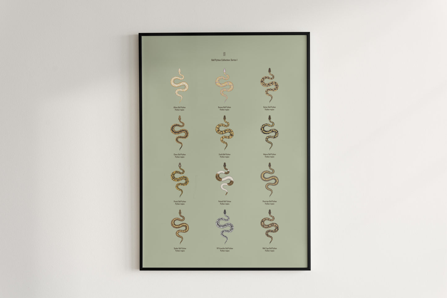 Ball Python Series 1 Poster from The Silk Ranch