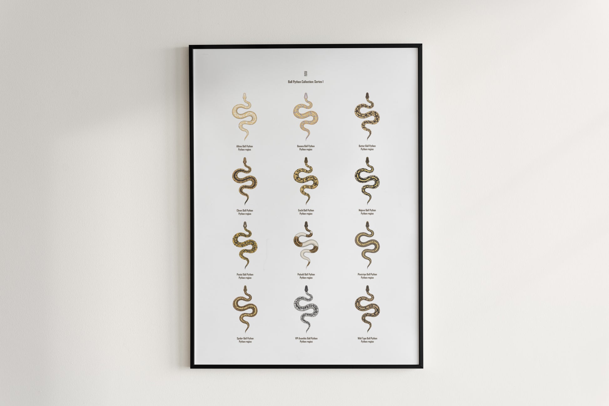 Ball Python Series 1 Poster from The Silk Ranch