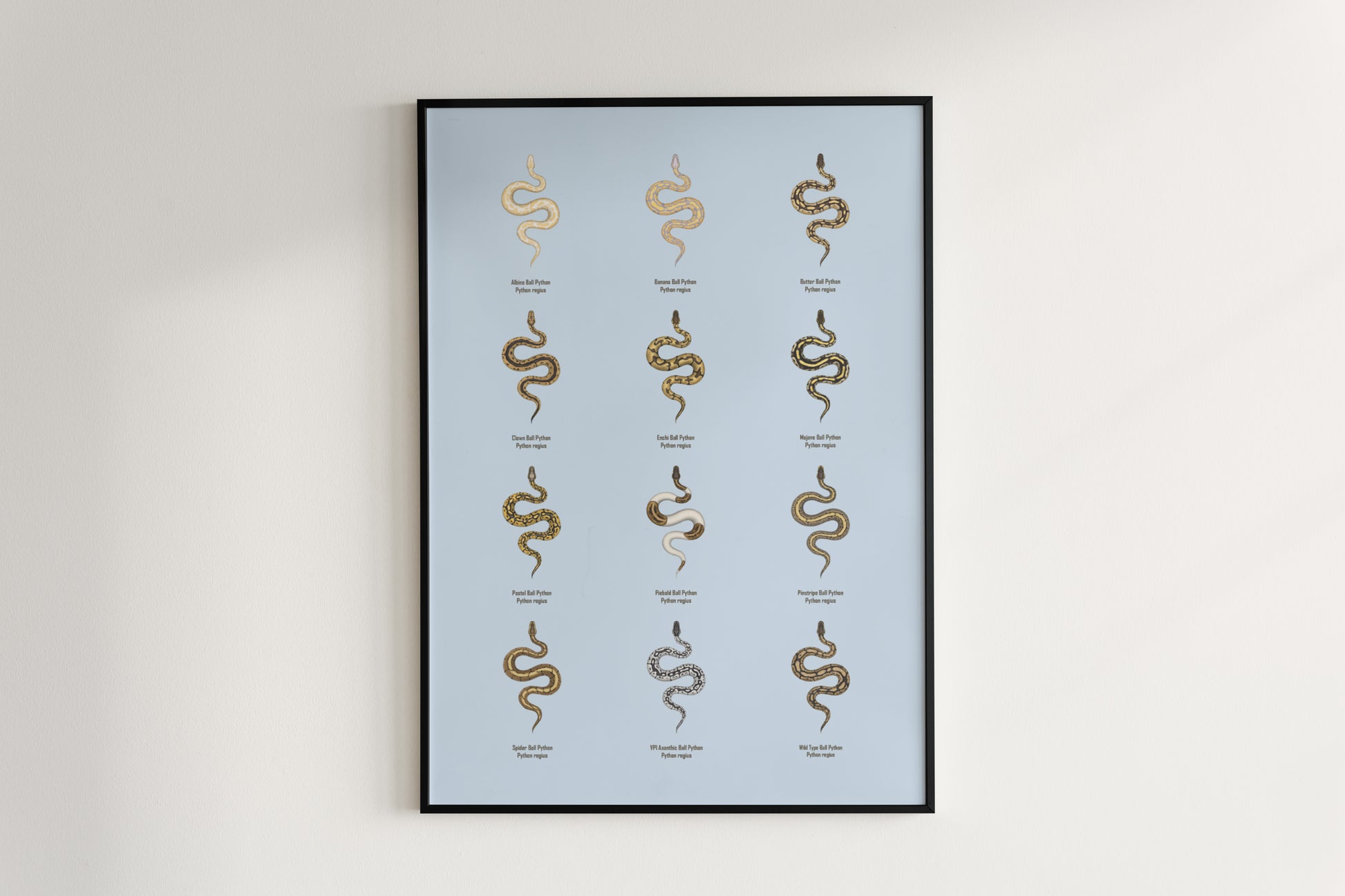 Ball Python Series 1 Poster from The Silk Ranch