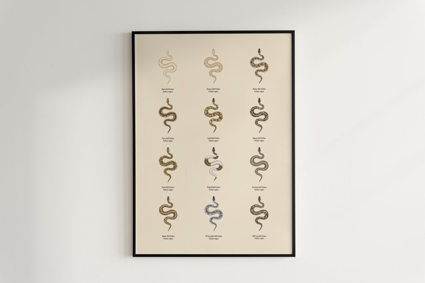 Ball Python Series 1 Poster from The Silk Ranch