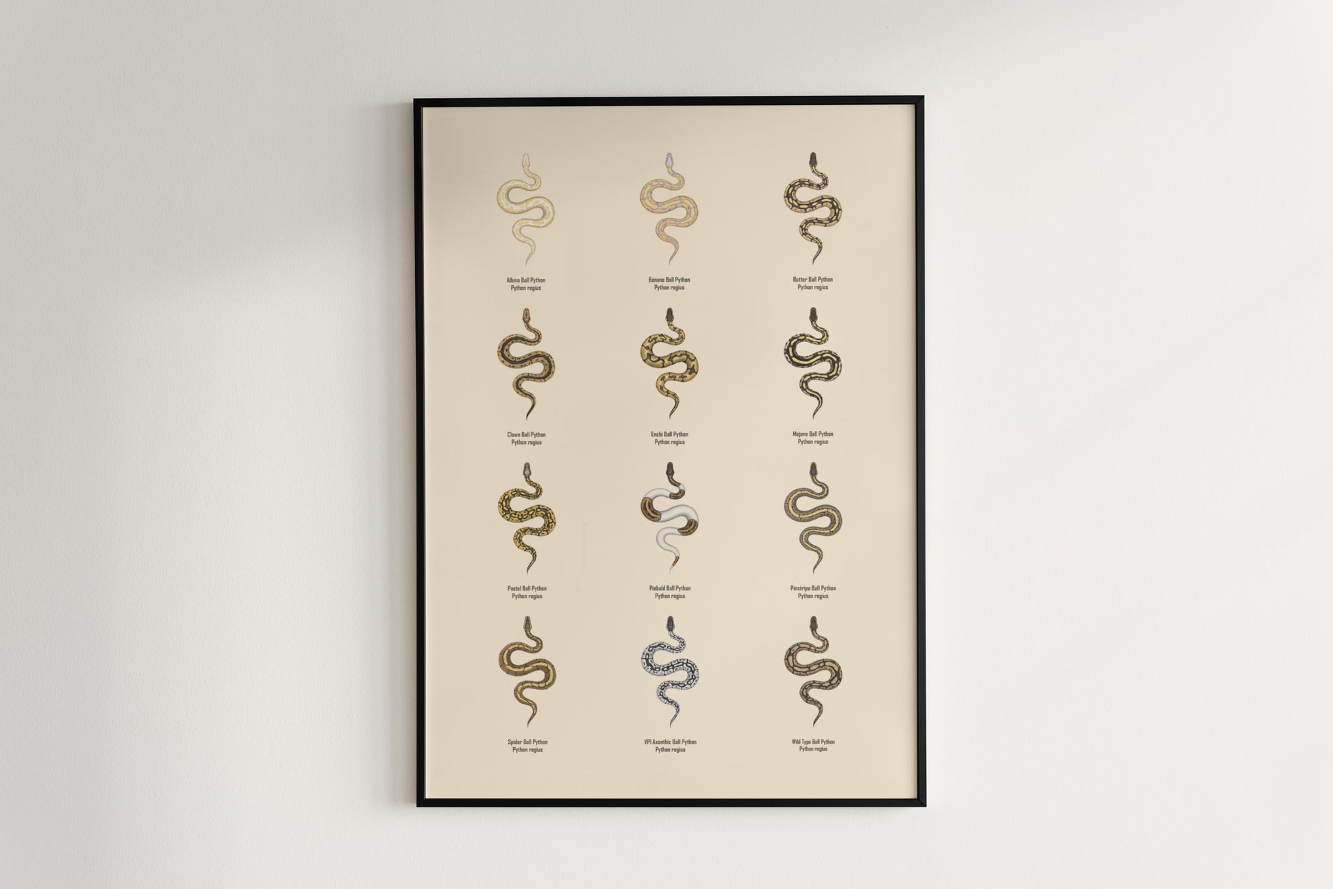 Ball Python Series 1 Poster from The Silk Ranch