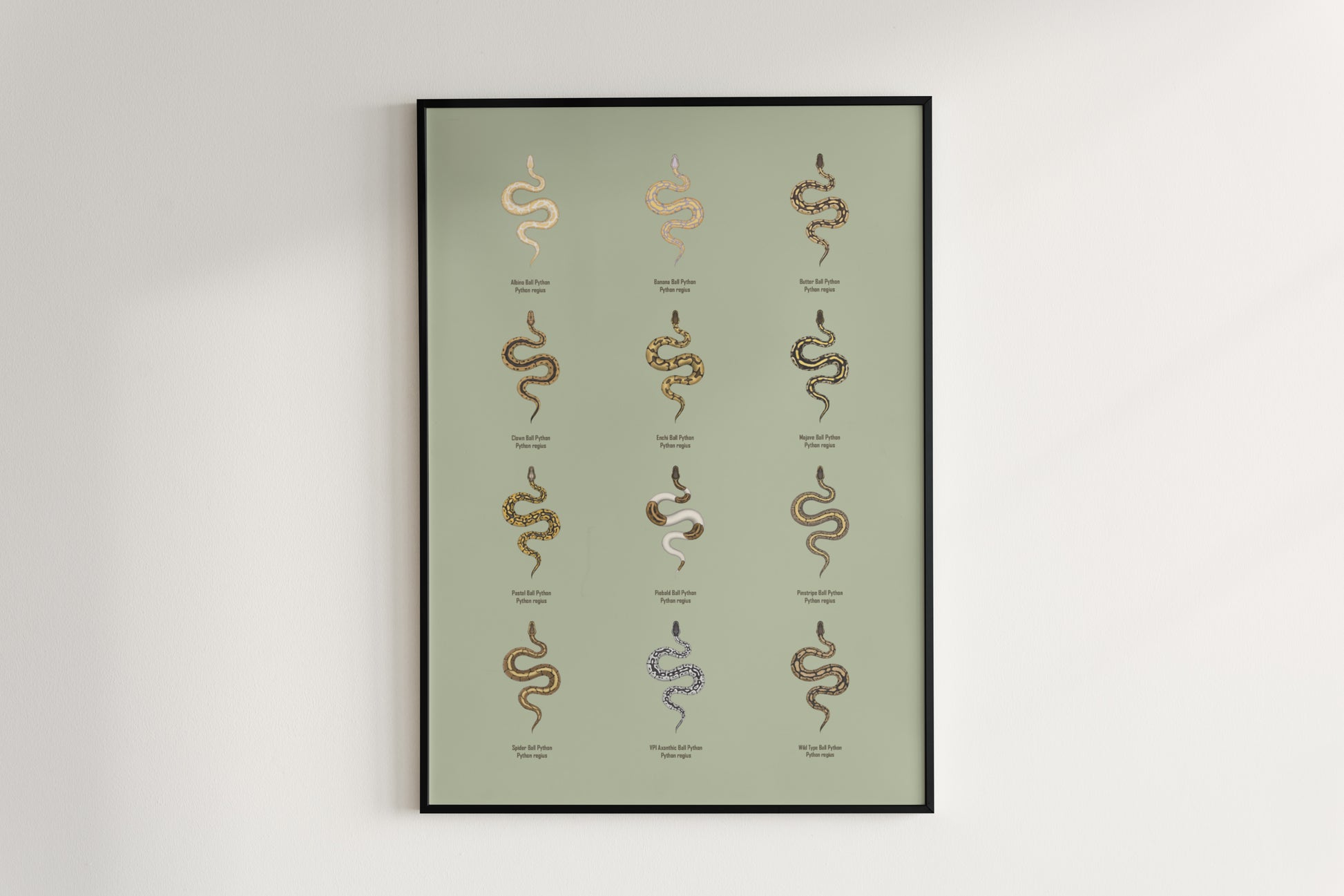 Ball Python Series 1 Poster from The Silk Ranch