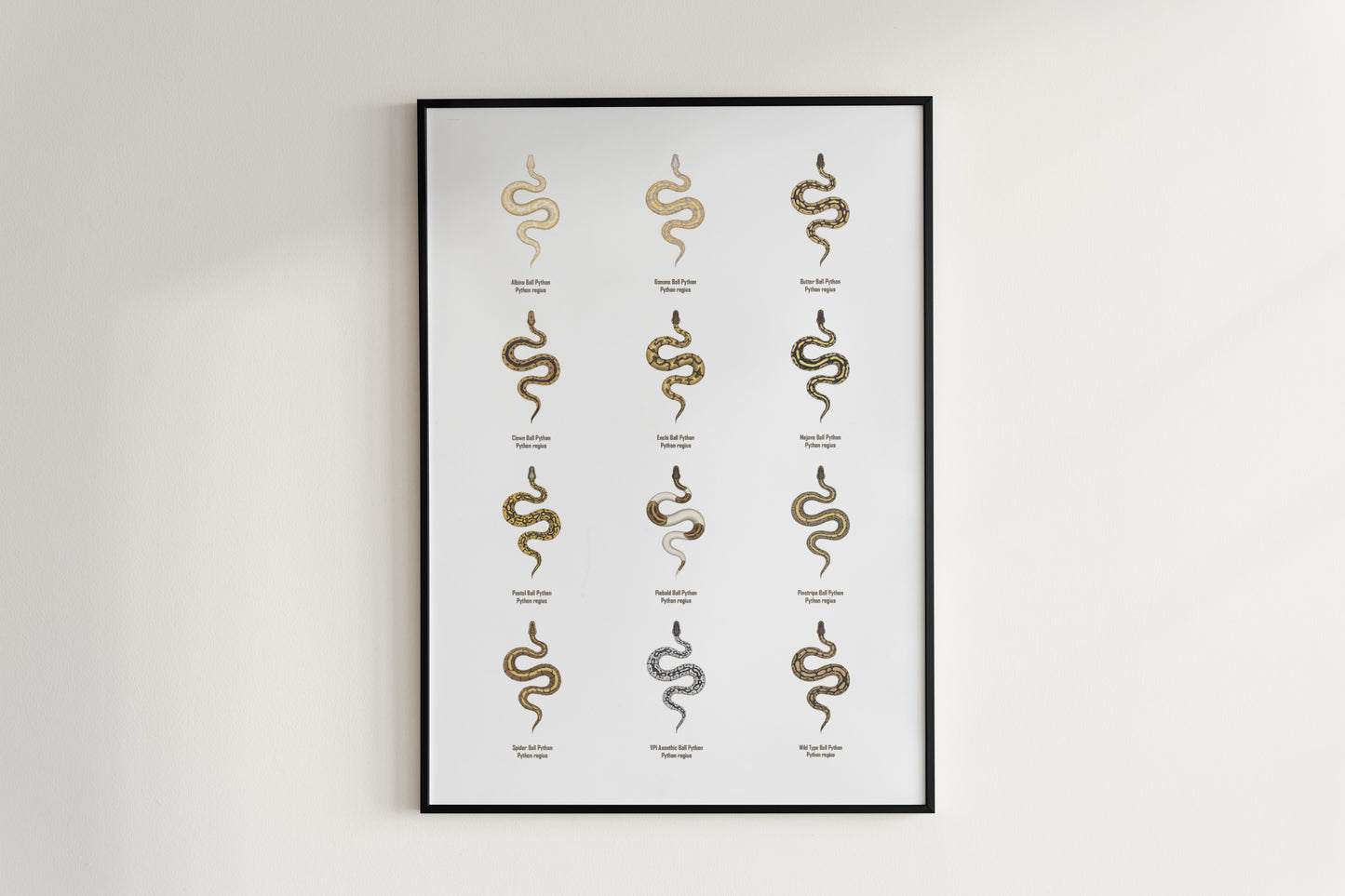 Ball Python Series 1 Poster from The Silk Ranch