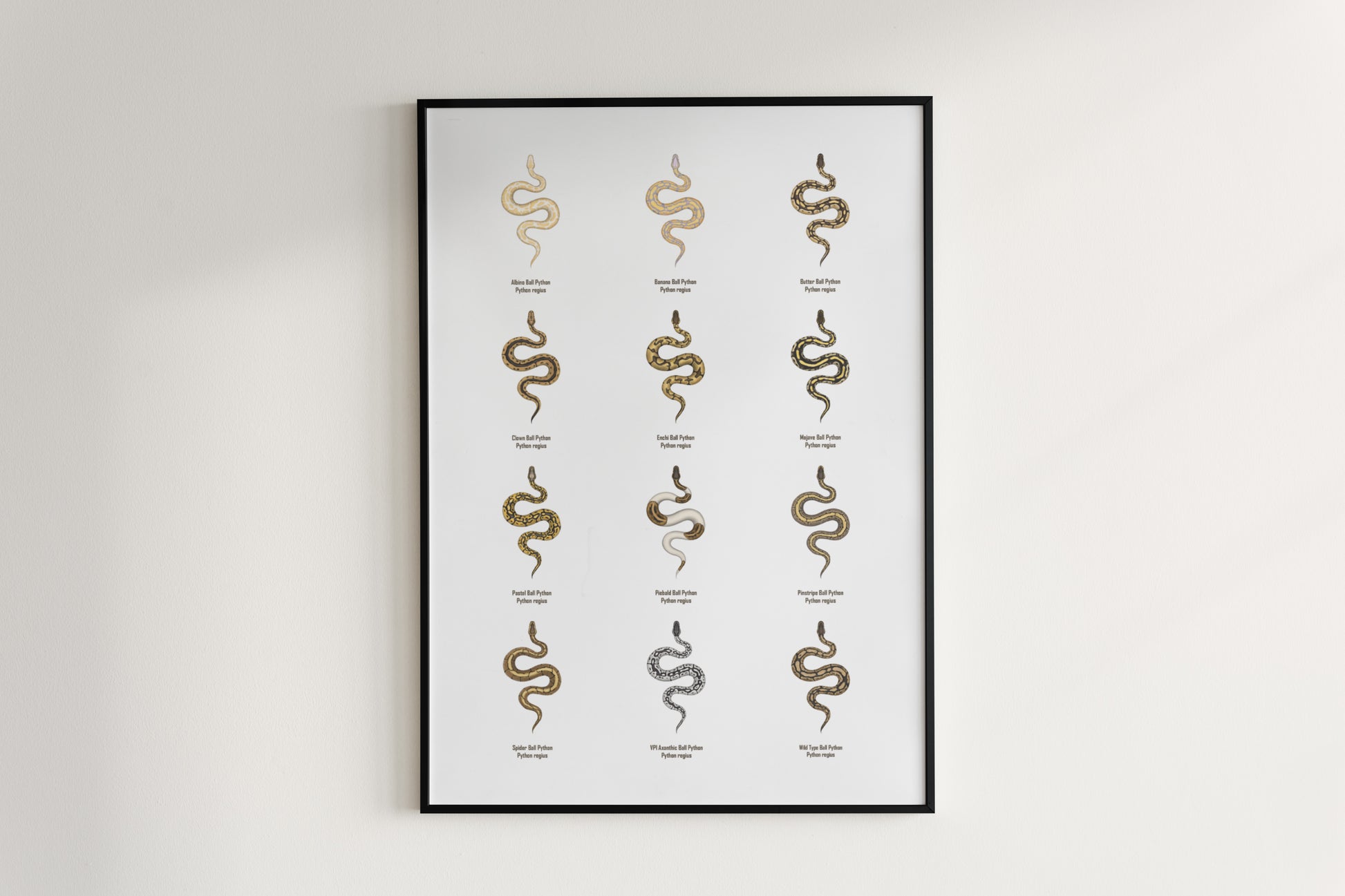 Ball Python Series 1 Poster from The Silk Ranch