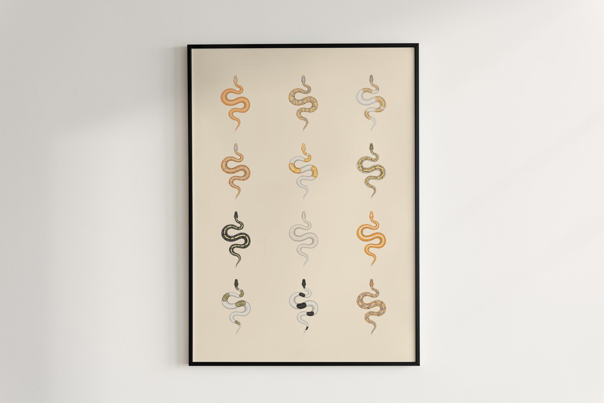 Ball Python Series 2 Poster from The Silk Ranch