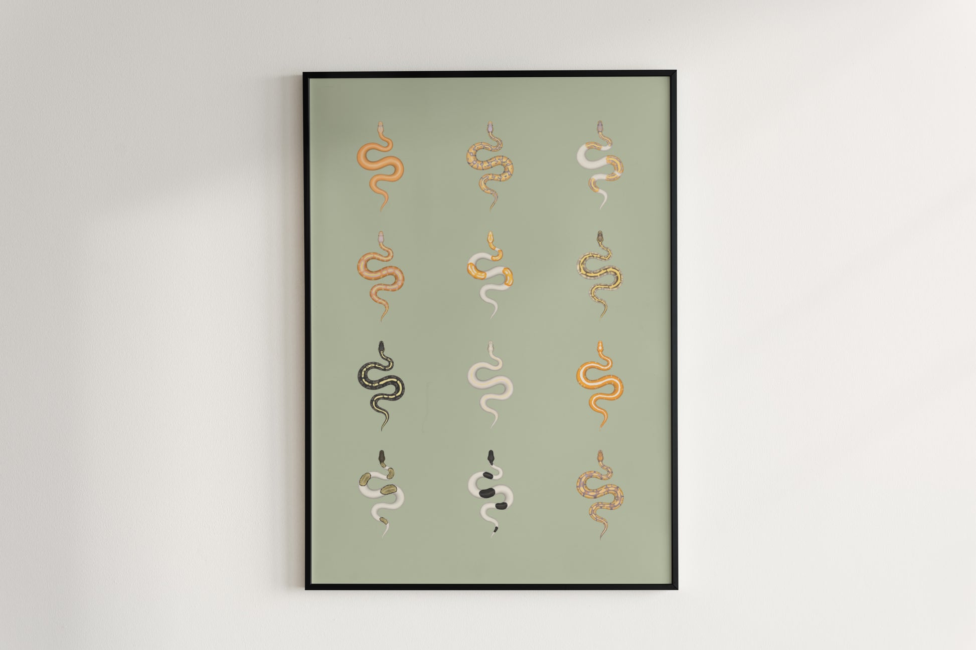 Ball Python Series 2 Poster from The Silk Ranch