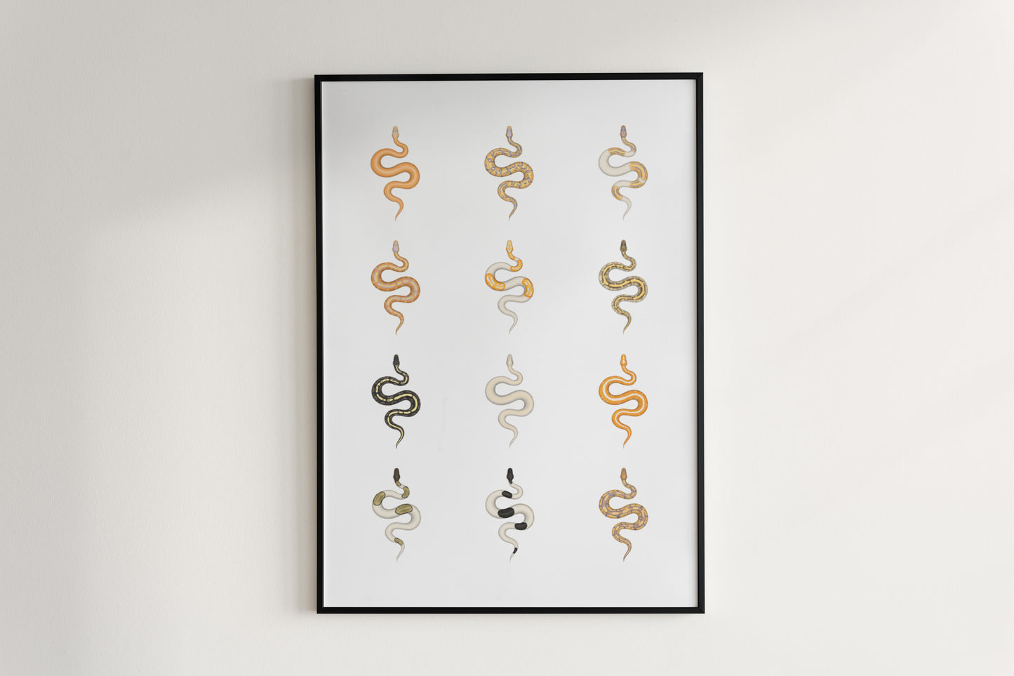 Ball Python Series 2 Poster from The Silk Ranch