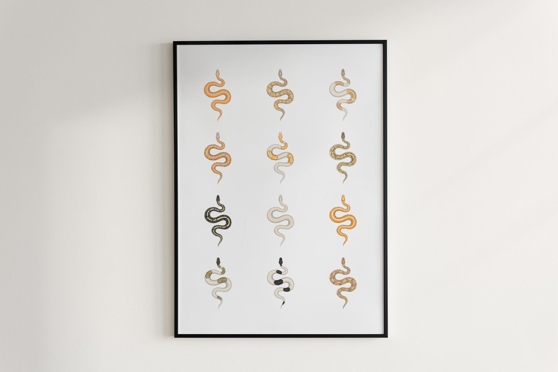 Ball Python Series 2 Poster from The Silk Ranch