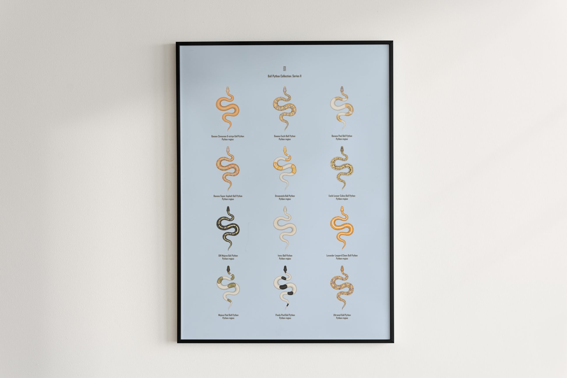 Ball Python Series 2 Poster from The Silk Ranch