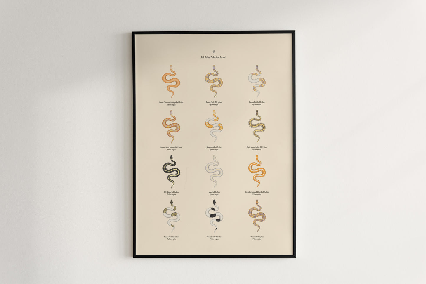 Ball Python Series 2 Poster from The Silk Ranch