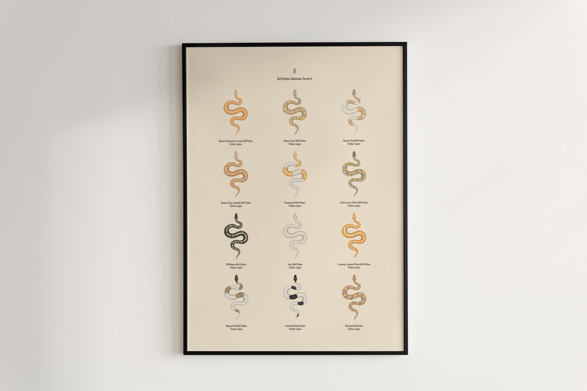 Ball Python Series 2 Poster from The Silk Ranch