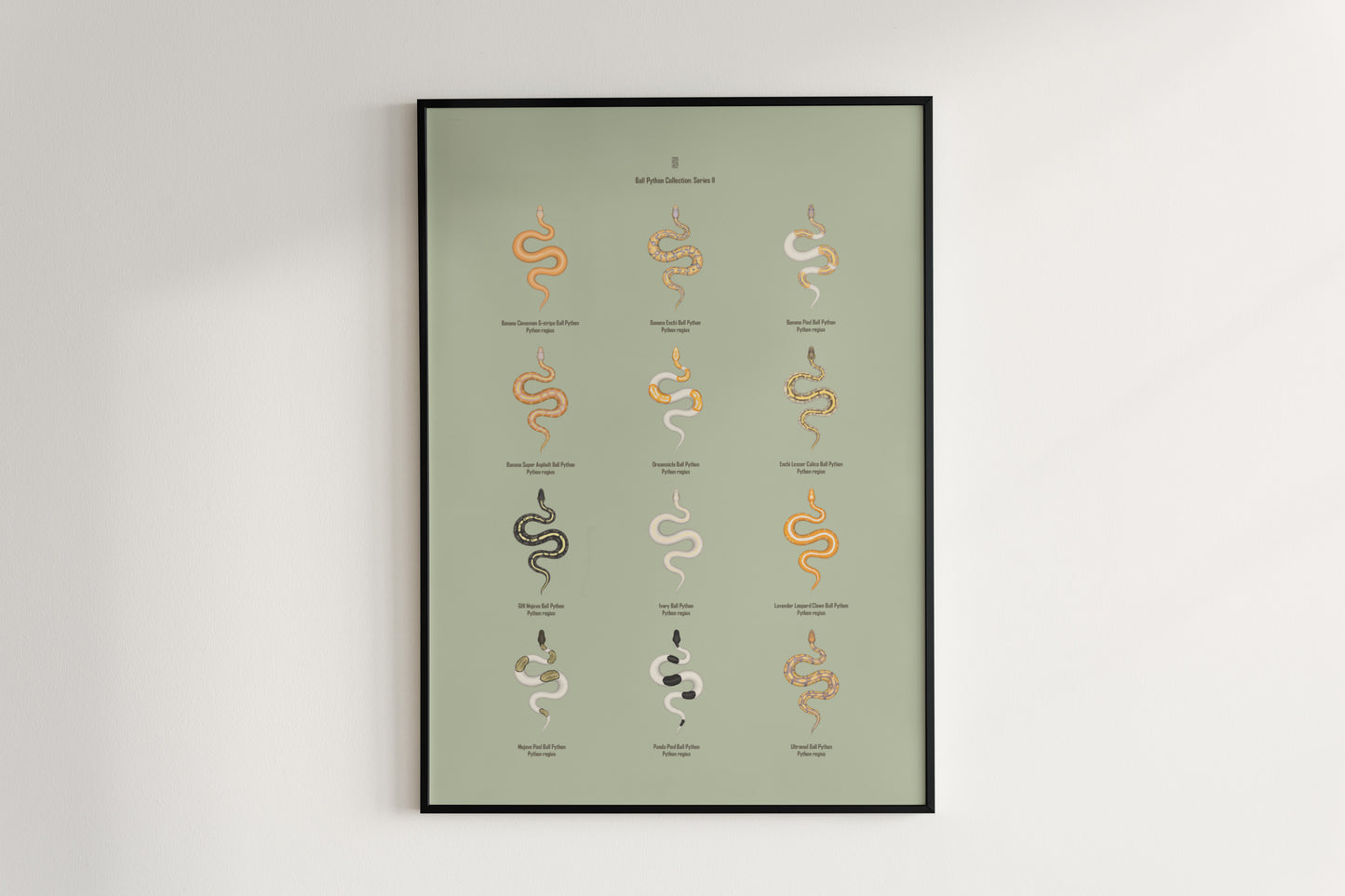 Ball Python Series 2 Poster from The Silk Ranch