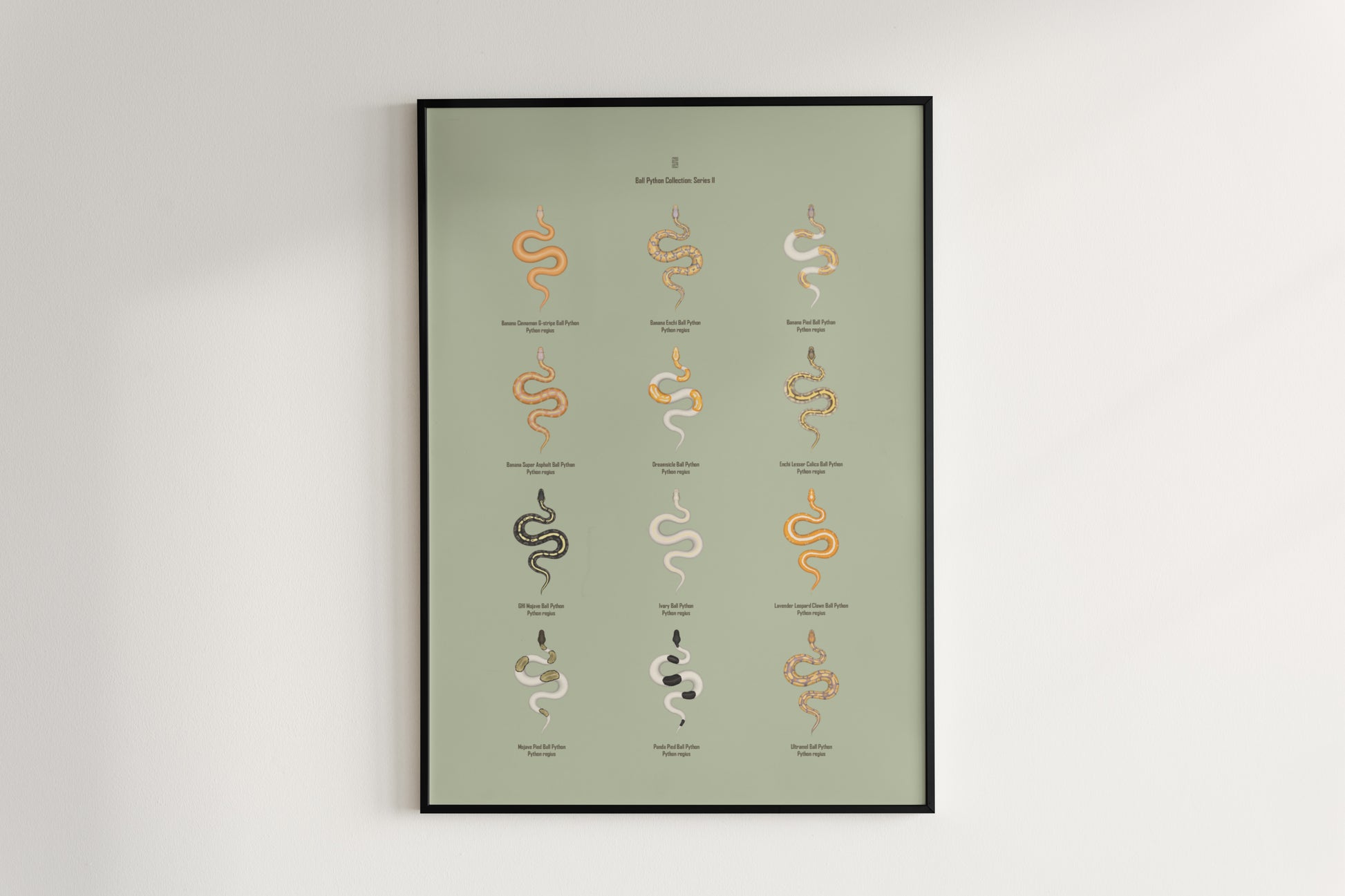 Ball Python Series 2 Poster from The Silk Ranch